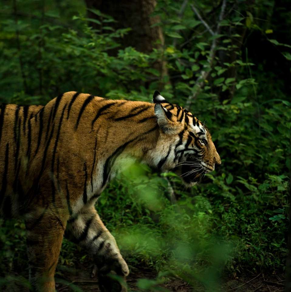 Tigre marrón y negro caminando sobre el bosque durante el día rompecabezas en línea