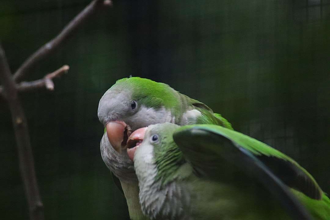 зелена и бяла птица на кафяв клон на дървото онлайн пъзел