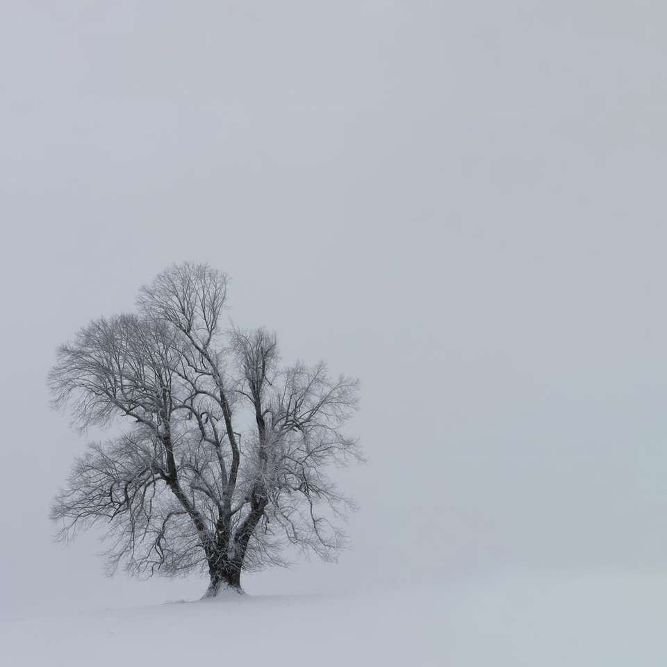 árbol cubierto de nieve rompecabezas en línea