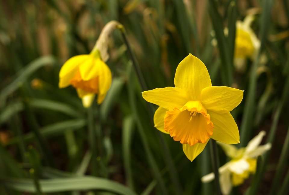 Narcis - beeldassemblage legpuzzel online