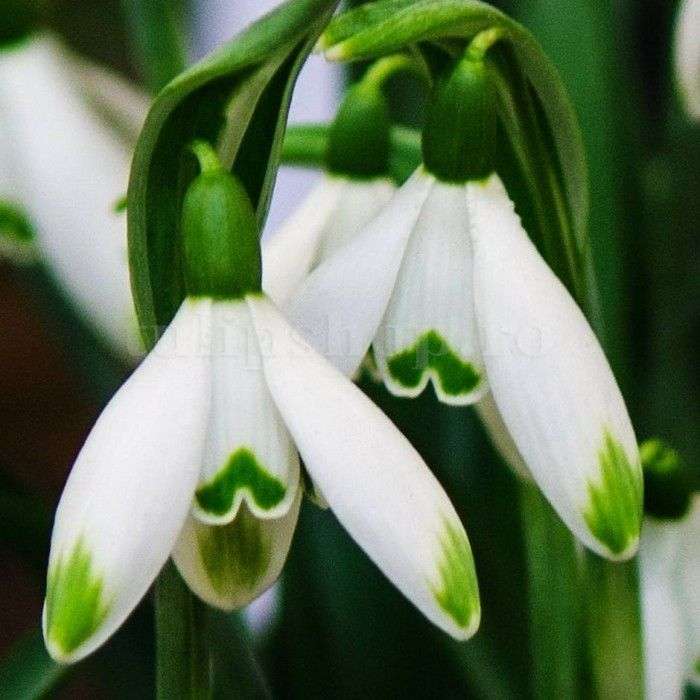 Snowdrop - image assembly online puzzle