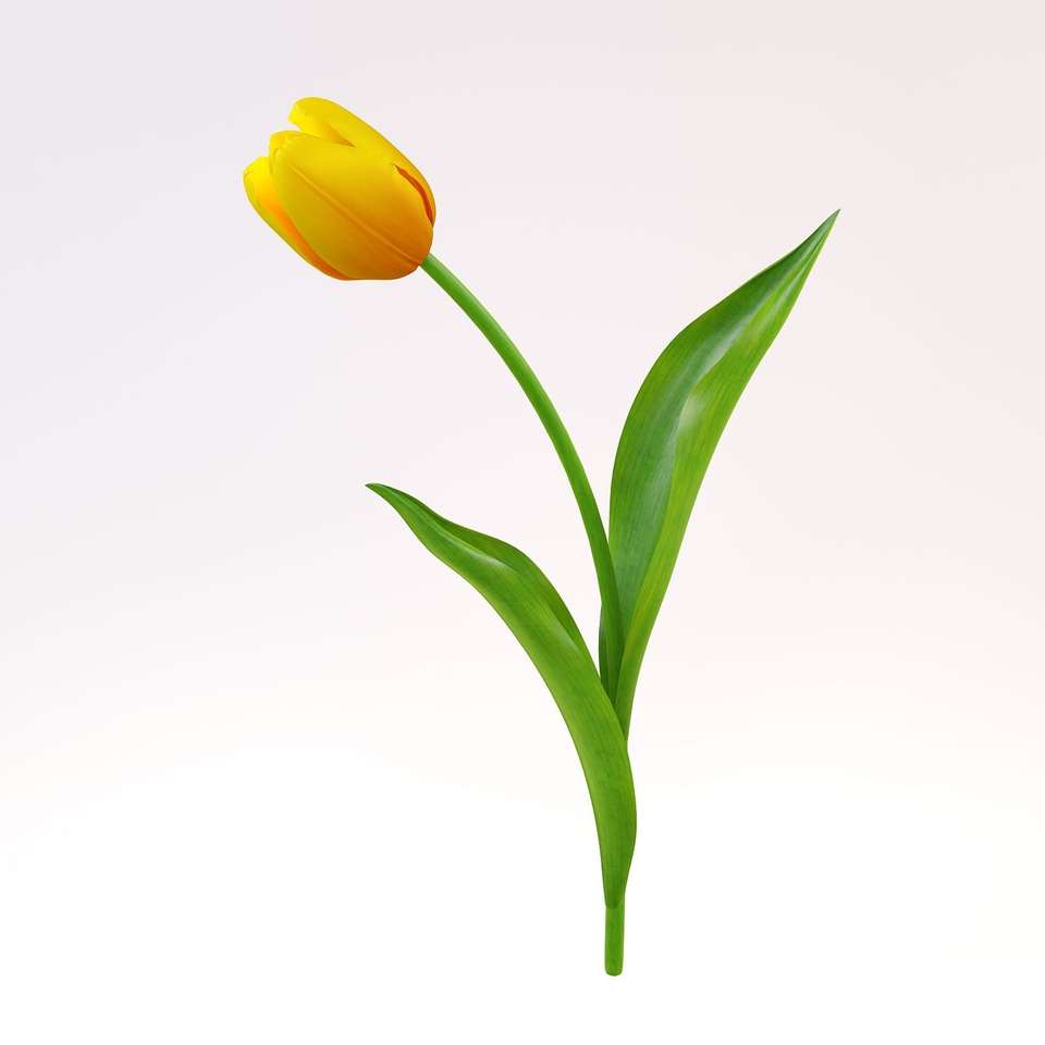 Tulpe - Bildmontage Online-Puzzle