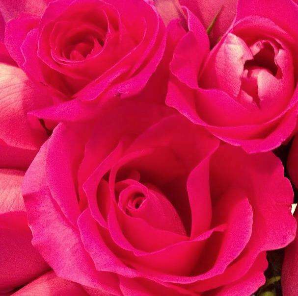 růže skládačky online