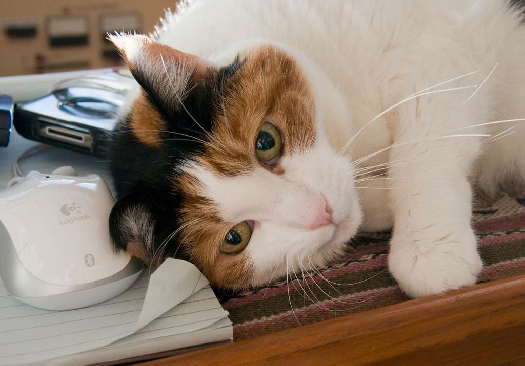 gatito mirando rompecabezas en línea