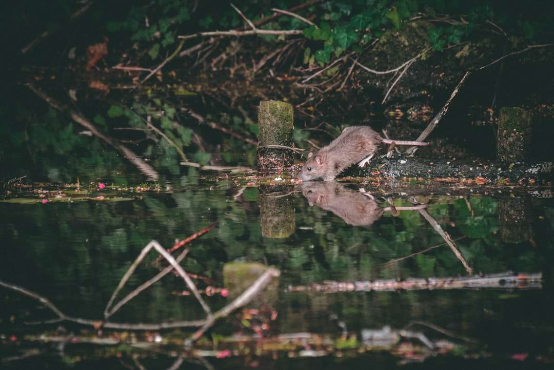 šedá myš poblíž vodní plochy poblíž stromu online puzzle