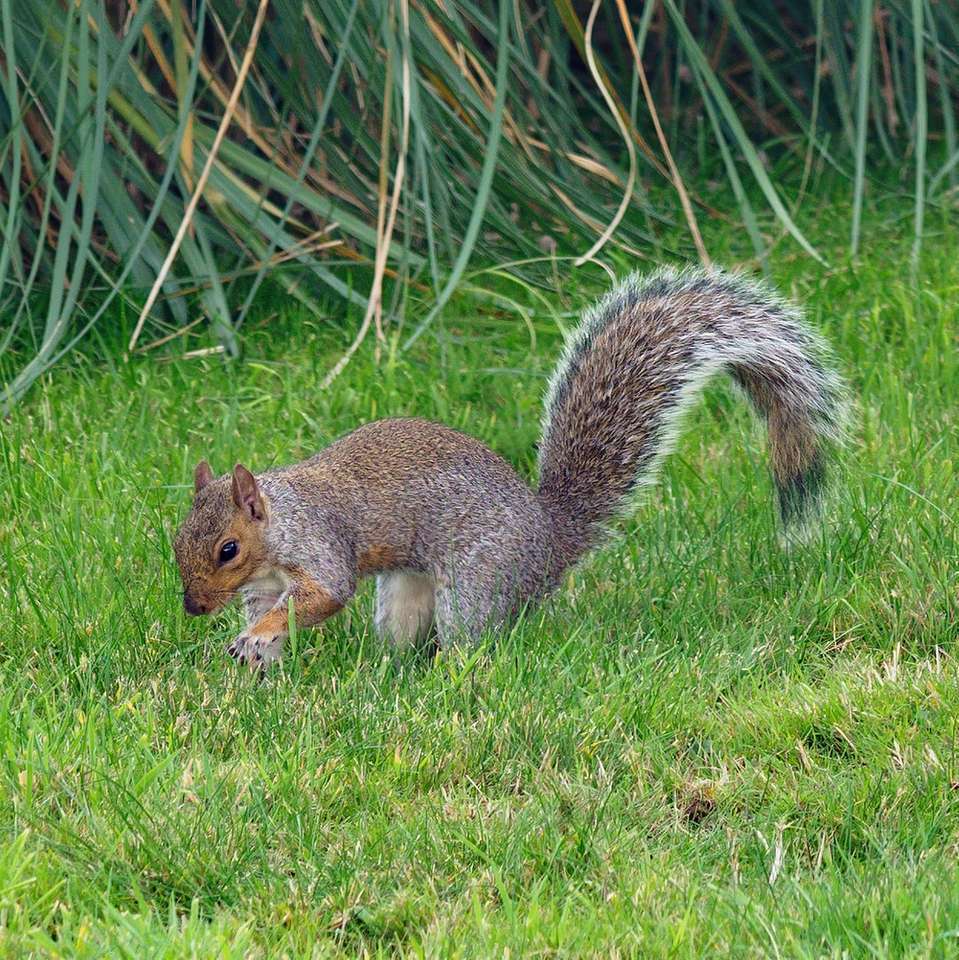 bruine eekhoorn op groen gras overdag online puzzel