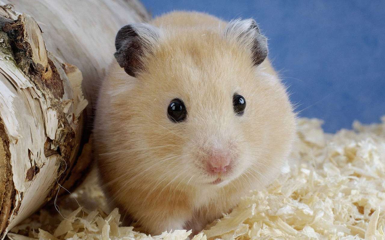 söt hamster Pussel online
