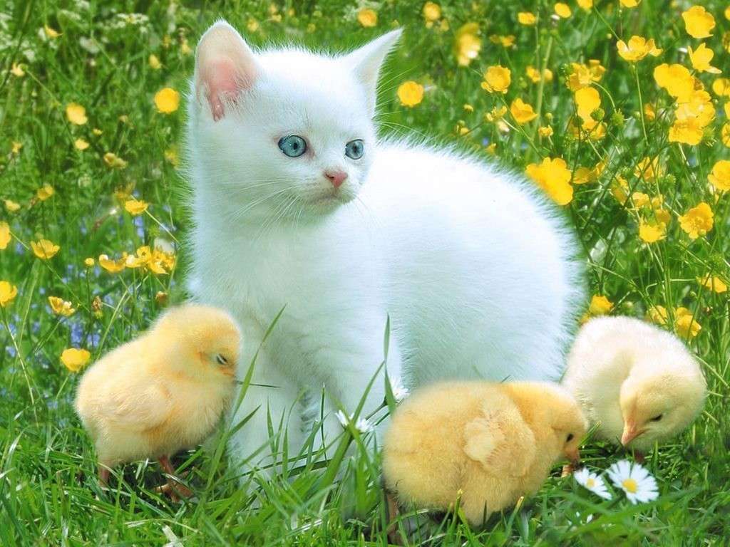 kattunge med kycklingar Pussel online