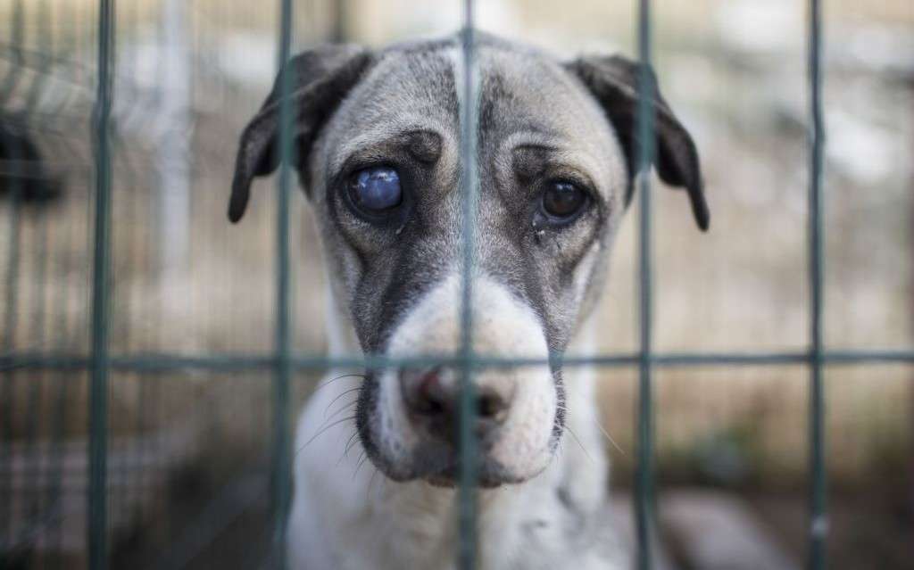 ledsen liten hund i en bur Pussel online