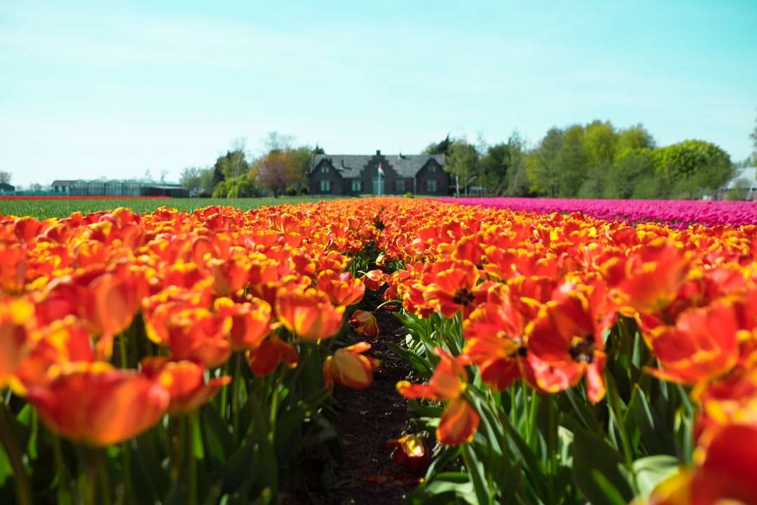 röd-och-gul petaled blommafält nära huset Pussel online