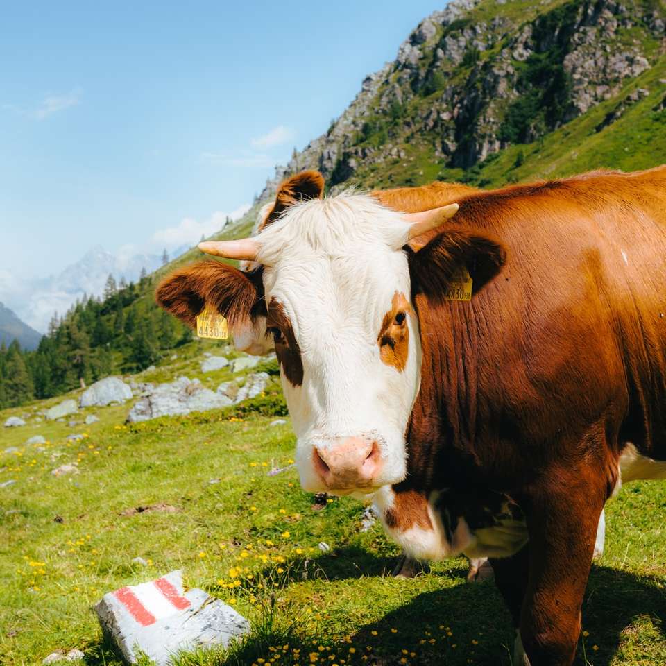 braune und weiße Kuh auf grünem Grasfeld unter blauem Himmel Online-Puzzle