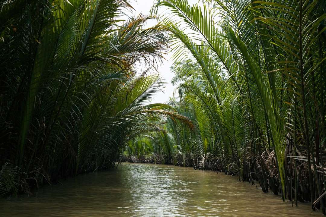 river surrounded by palm trees jigsaw puzzle online