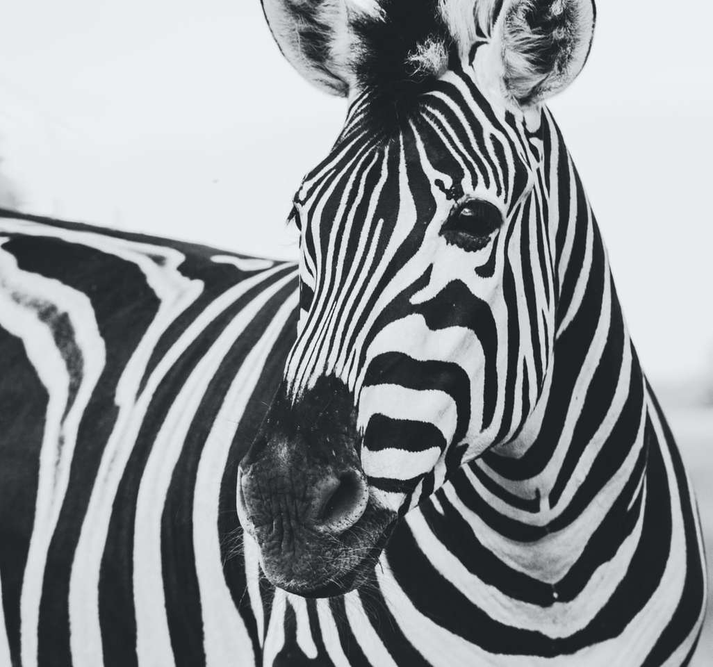 animale zebra puzzle online