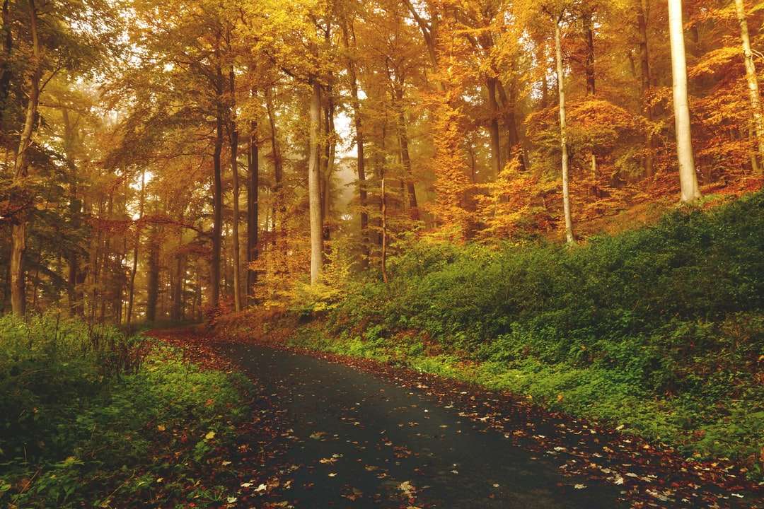 estrada vazia entre árvores na floresta puzzle online