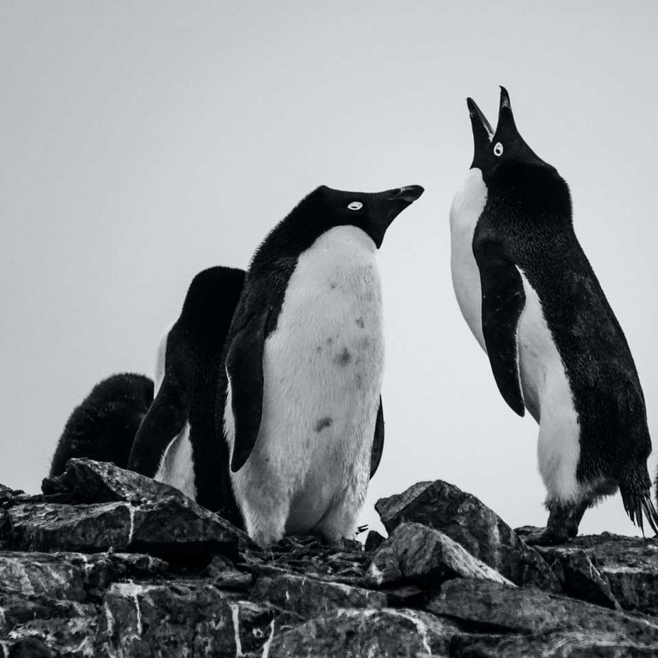 черно-бели пингвини на скала онлайн пъзел