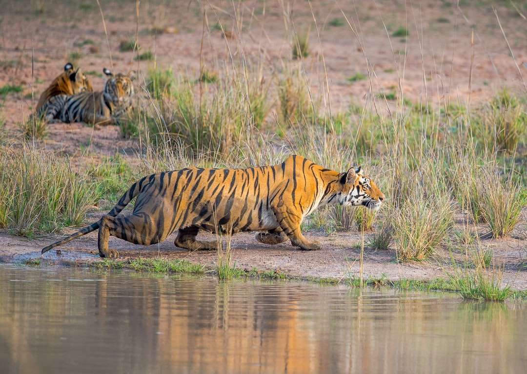 тигр на воді в денний час пазл онлайн