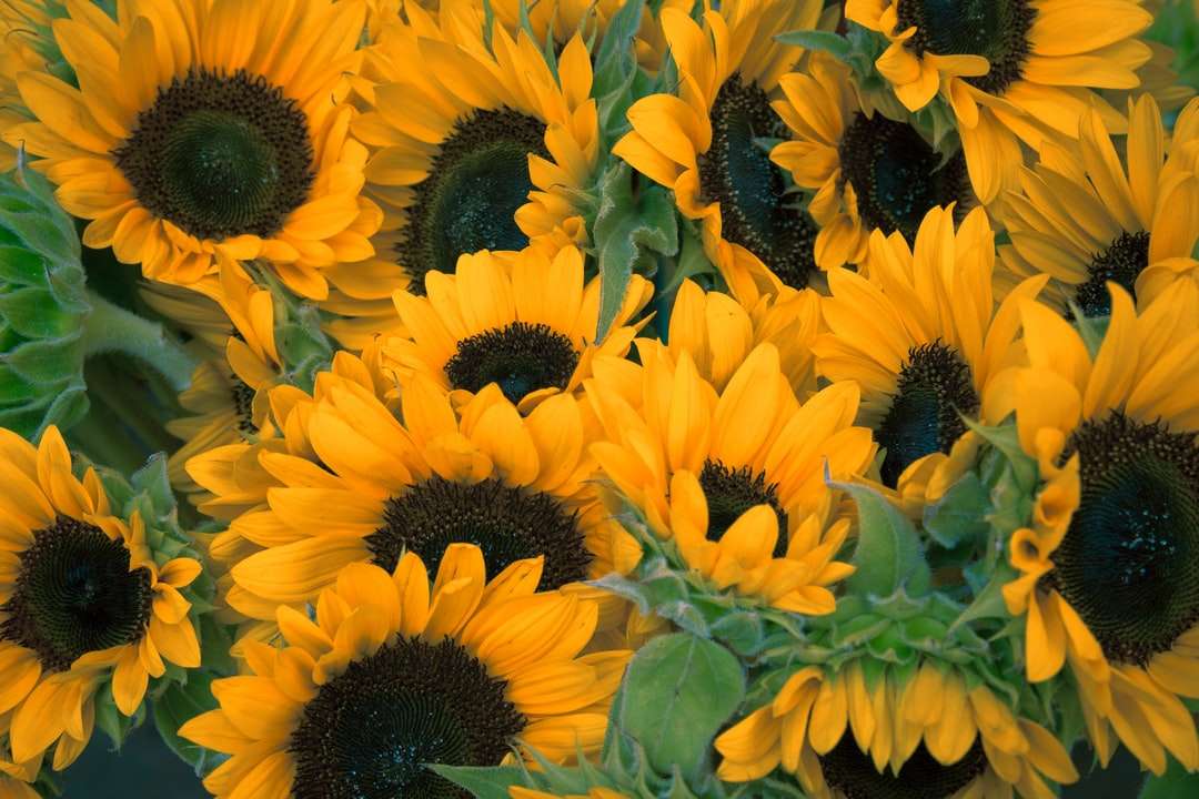 Bündel Sonnenblumen Online-Puzzle