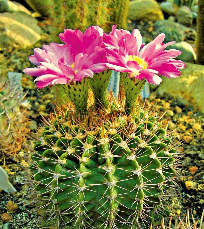 virágzó kaktusz kirakós online