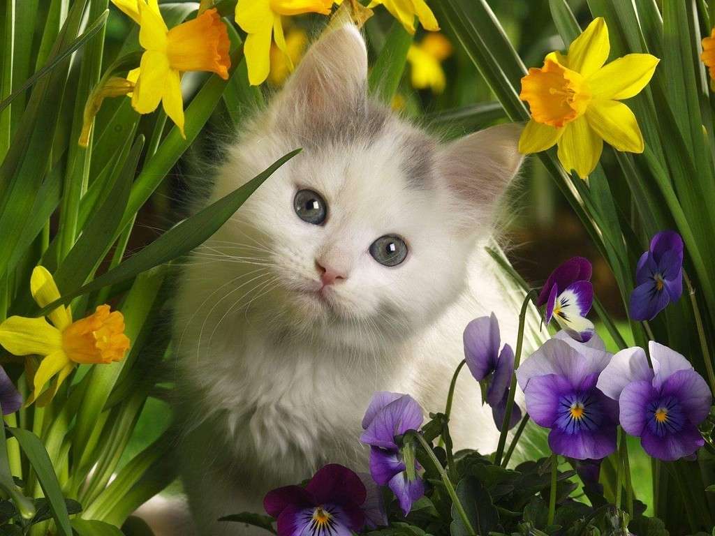 γατάκι στα λουλούδια παζλ online