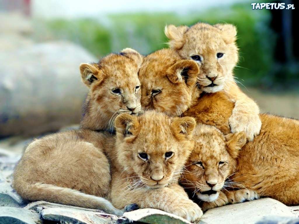 filhotes de leão. puzzle online