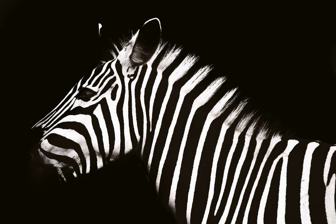 animal zebra quebra-cabeças online