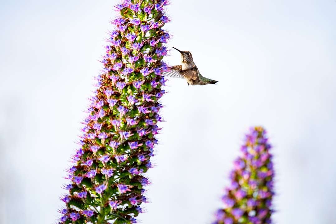 gele zoemende vogel op paarse bloem online puzzel