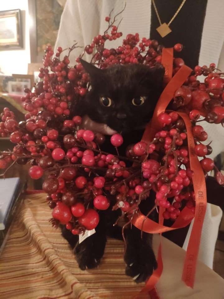 Рождественский кот онлайн-пазл