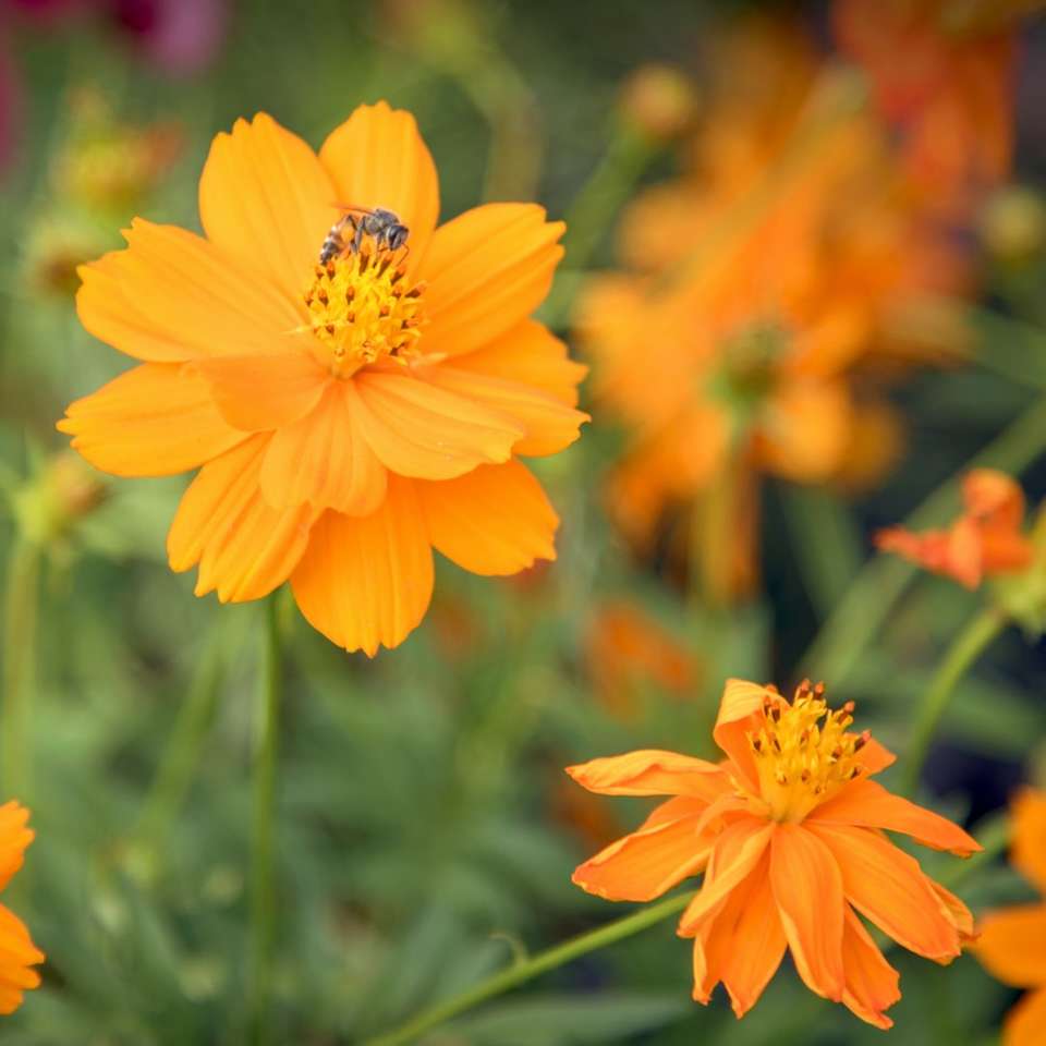 πορτοκαλί λουλούδι με πέταλα παζλ online
