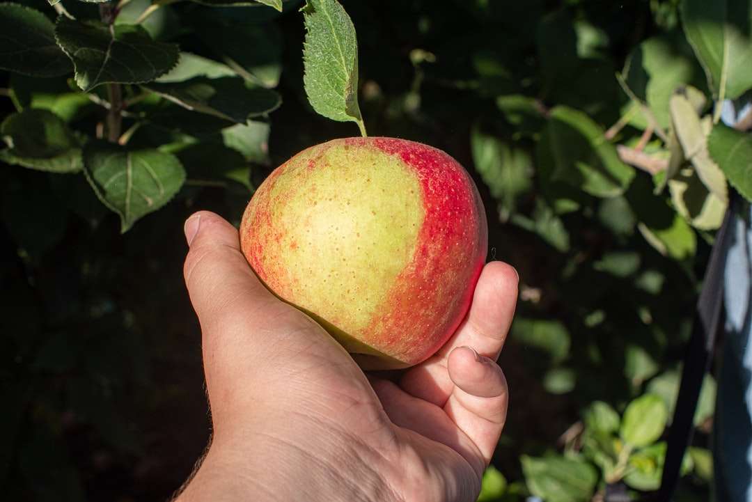 човек, който държи червени и жълти ябълкови плодове онлайн пъзел