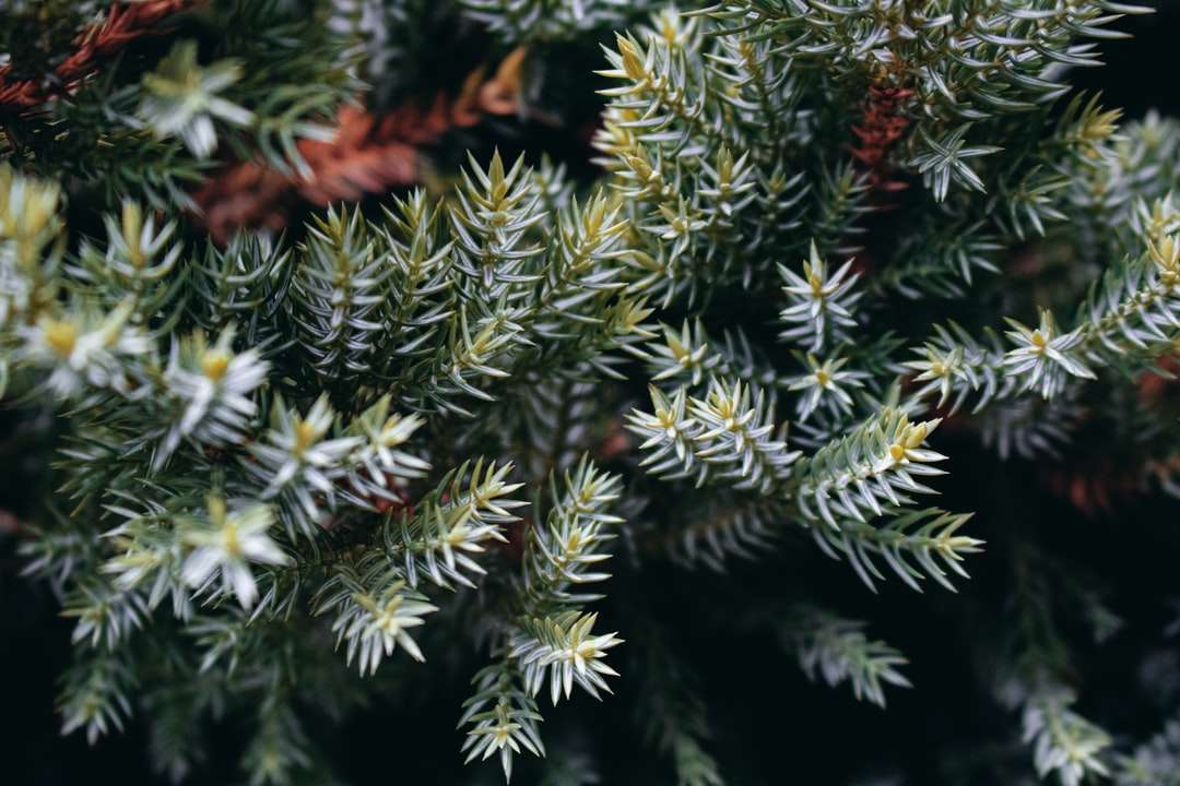 pinheiro verde em fotografia de perto quebra-cabeças online