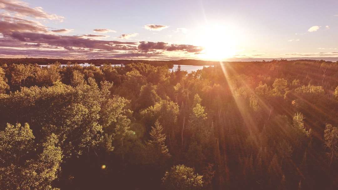 Luftaufnahmen des Sonnenlichts gehen durch hohe Bäume Online-Puzzle