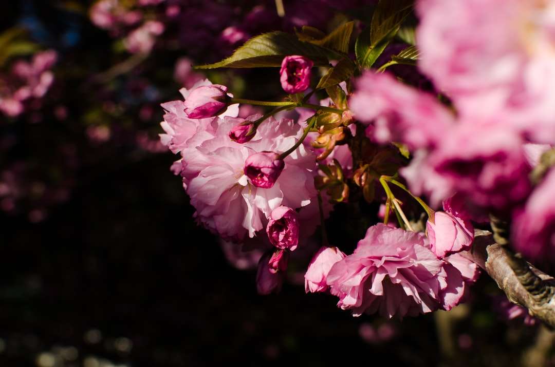 fotografia de close-up de flores com pétalas rosa quebra-cabeças online