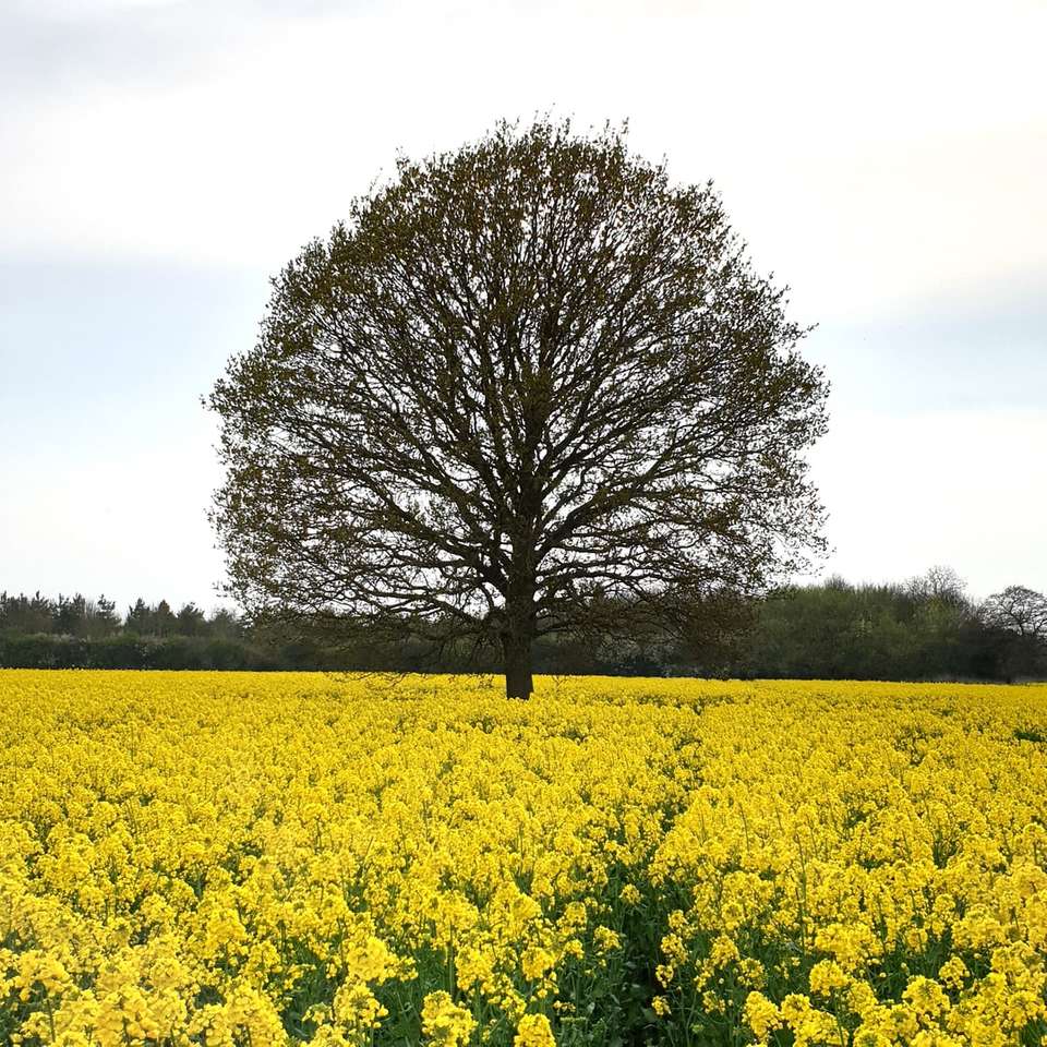 arbre feuille verte entre le champ de fleurs jaunes puzzle en ligne