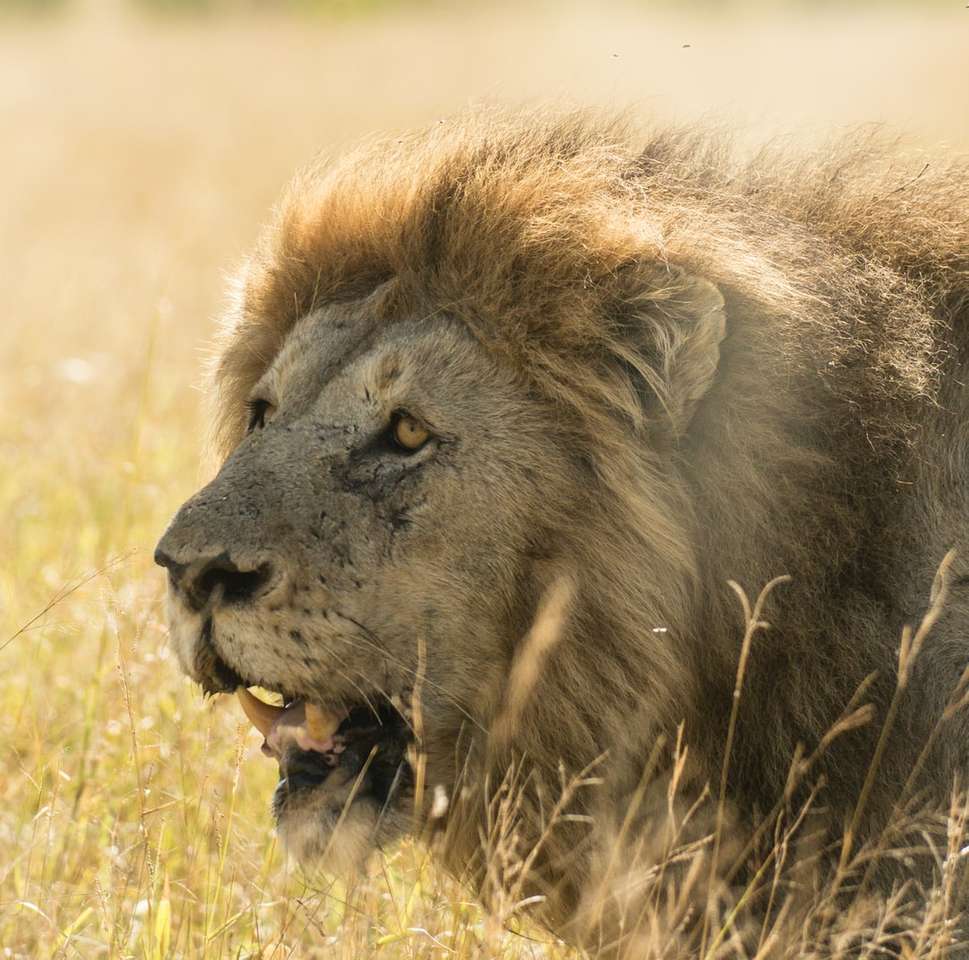 vuxen lejon på gräsplan Pussel online