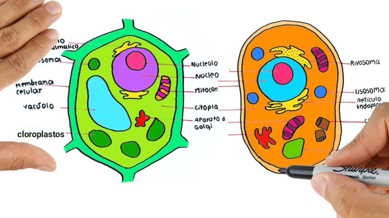 Célula animal e célula vegetal puzzle online