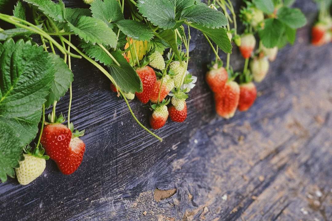 jordgubbar växter i kruka pussel på nätet