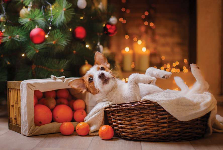 Χριστουγεννιάτικο δέντρο με ένα σκυλί online παζλ