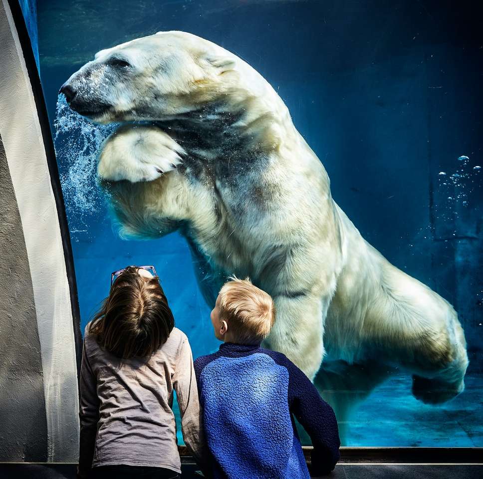 два мальчика смотрят на коричнево-белого полярного медведя пазл онлайн
