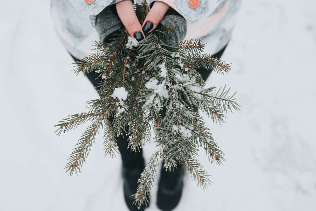 pessoa segurando um pinheiro verde com neve quebra-cabeças online
