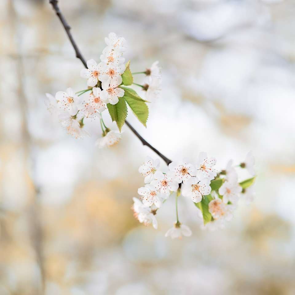 фотография с плитки фокуси на бели цветя онлайн пъзел