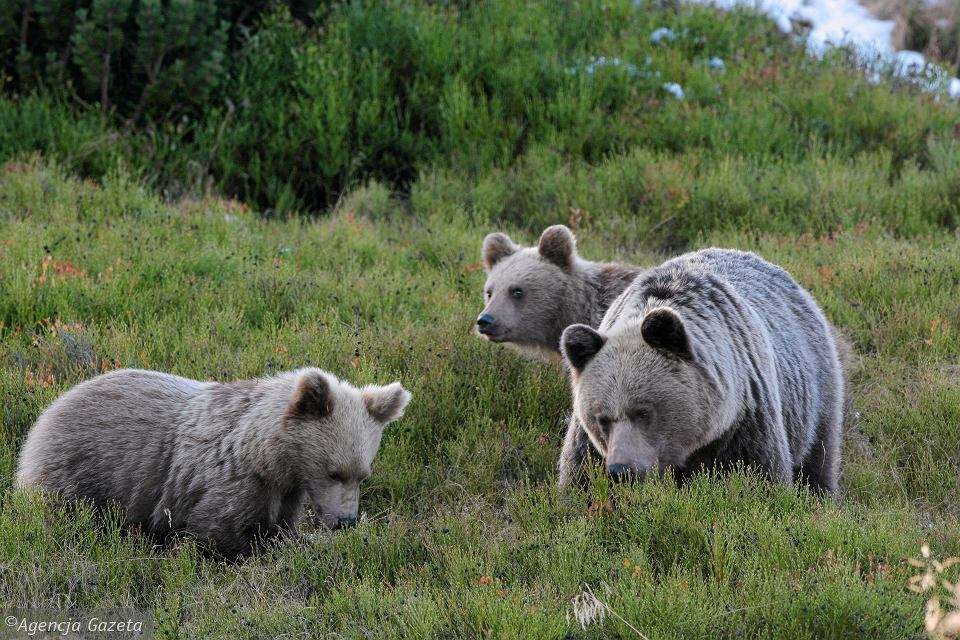 medvědi v Tatrách skládačky online