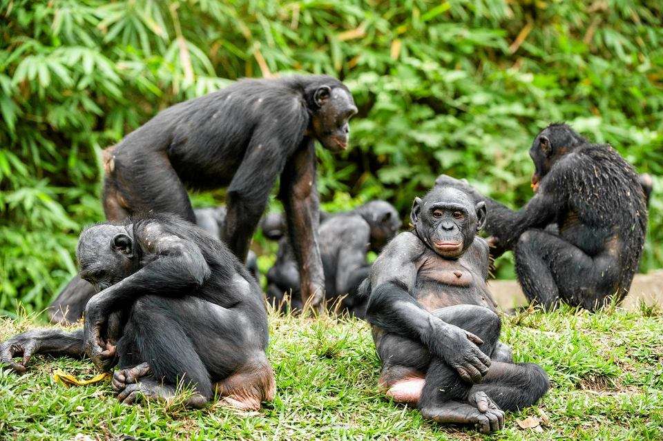 schimpanser Pussel online