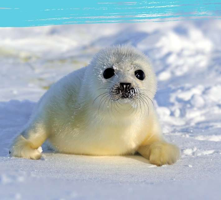 foca-animal ártica quebra-cabeças online