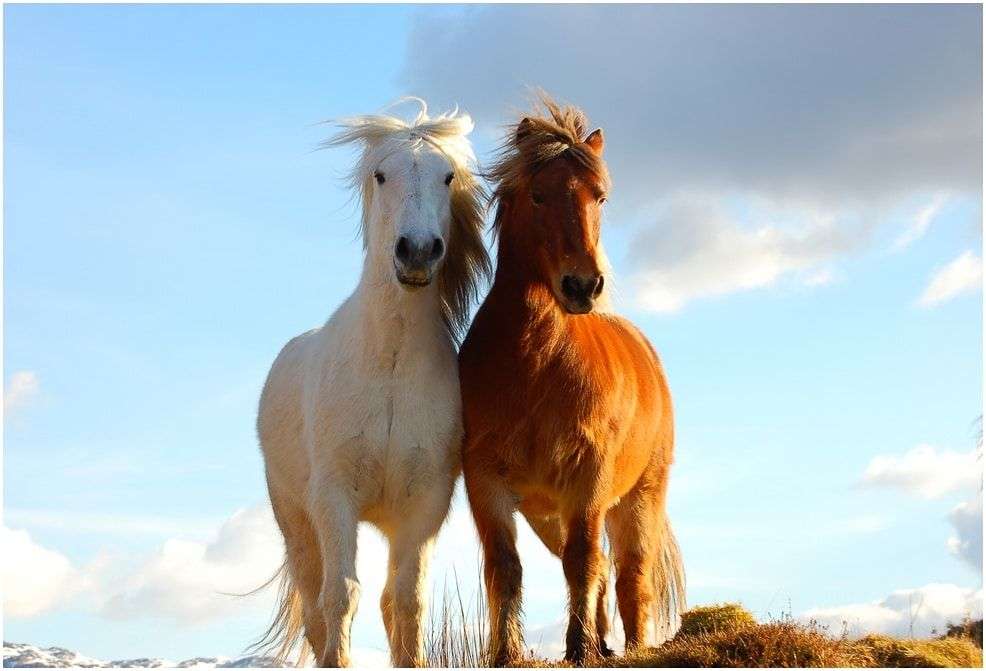 koně ve Skotsku skládačky online