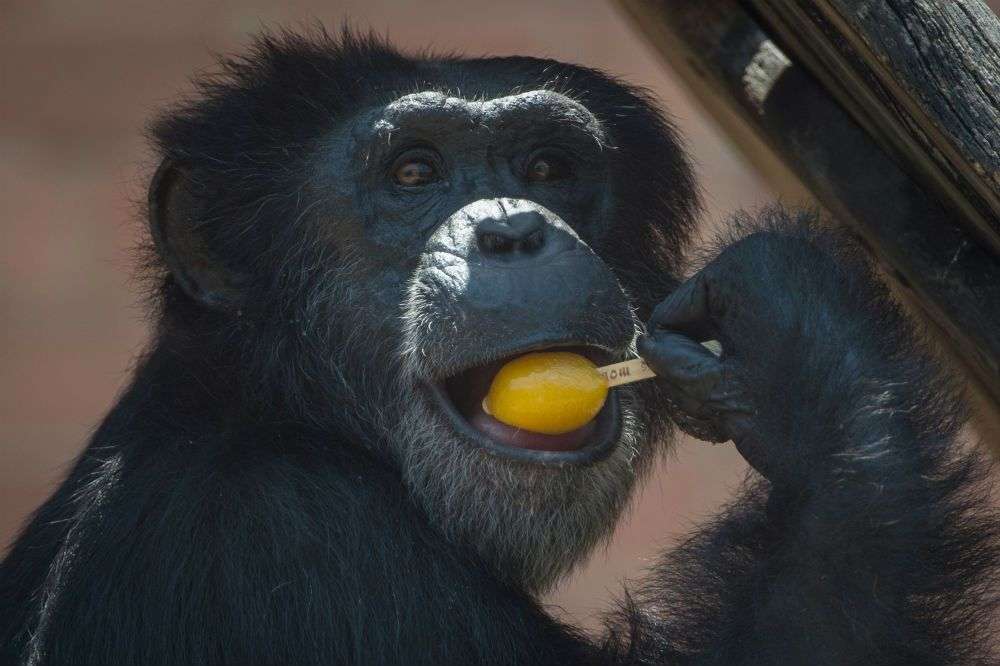 macaco com um pirulito puzzle online