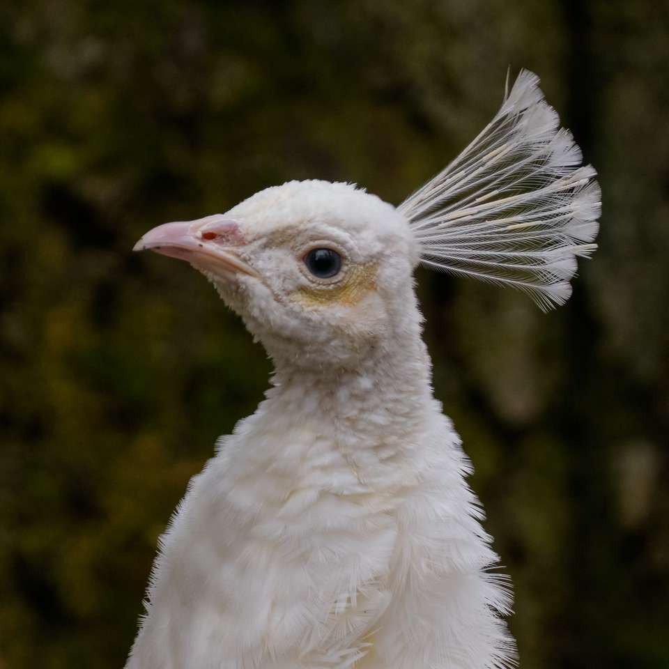 білий птах у крупним планом фотографії онлайн пазл