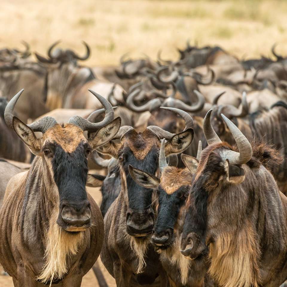 grunt fokusfotografering av bruna djur under dagtid pussel på nätet