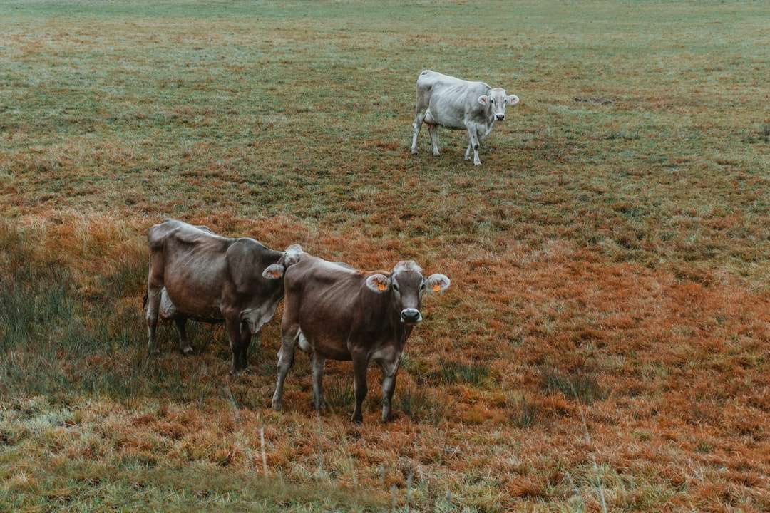 drei Rinder auf der grünen Wiese Online-Puzzle