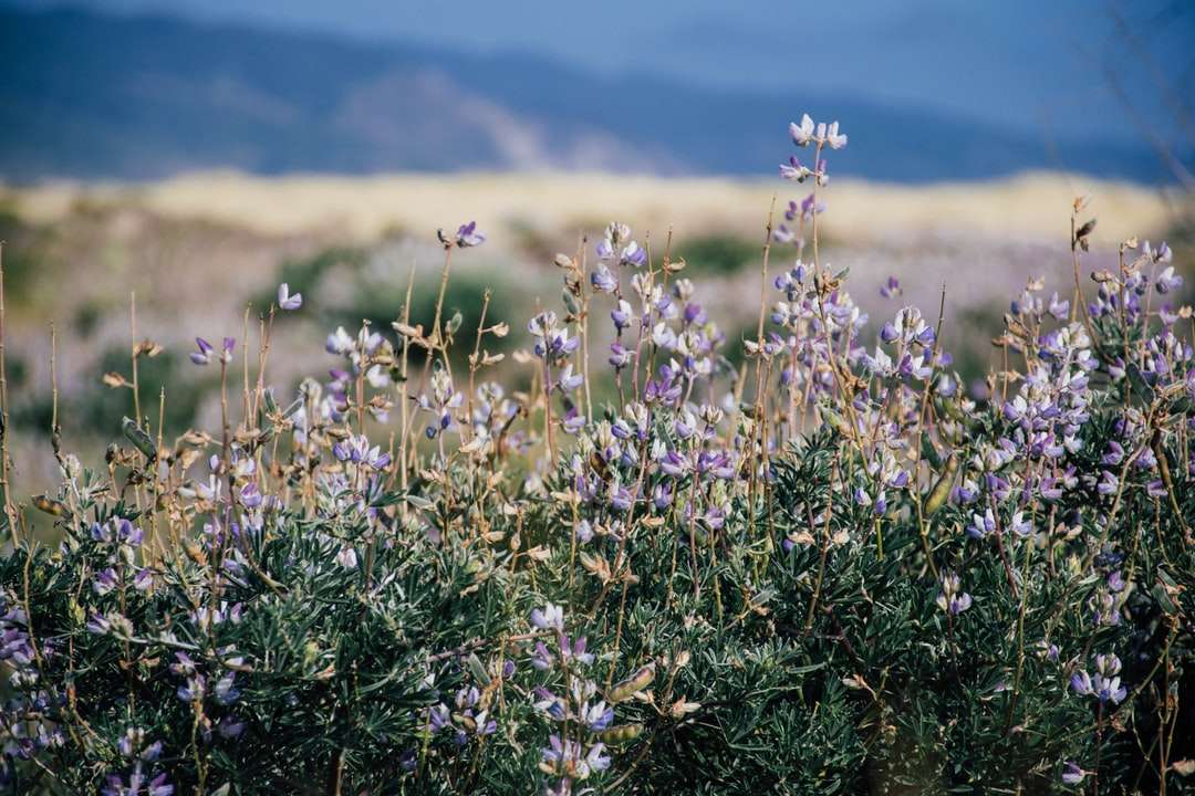 Fotografía de enfoque superficial del campo de flores púrpura rompecabezas en línea