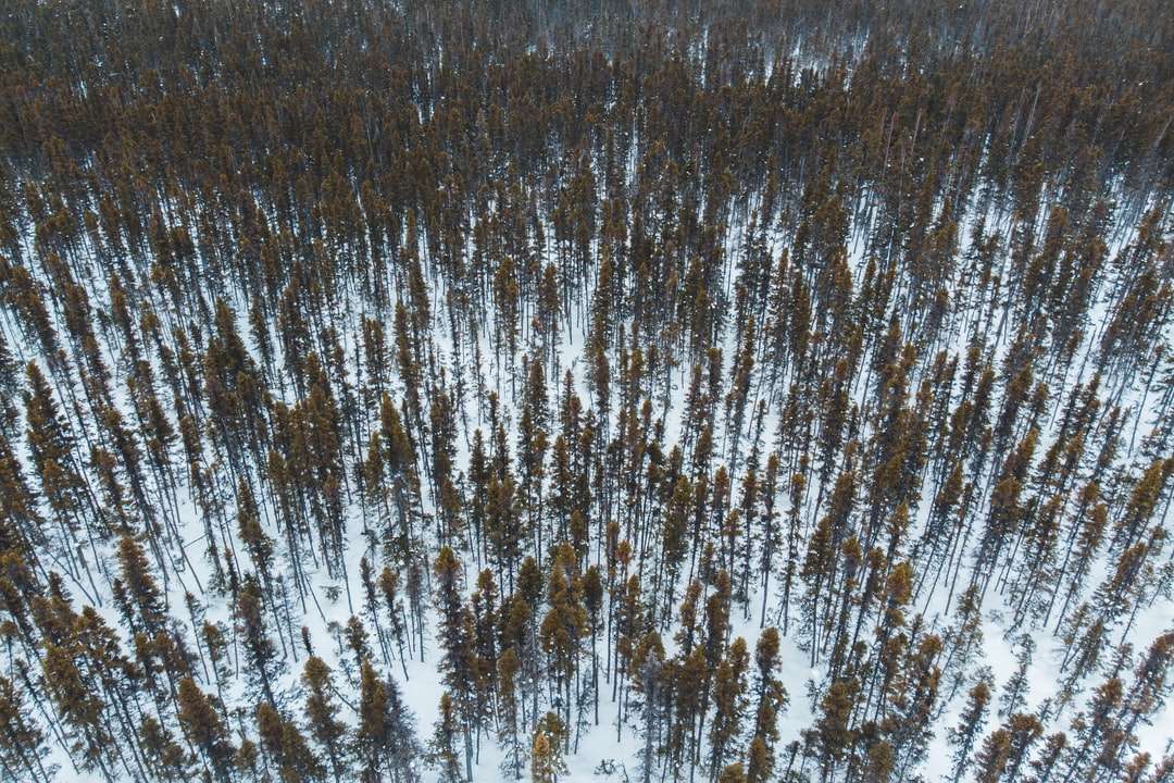 деревья, покрывающие заснеженную землю онлайн-пазл